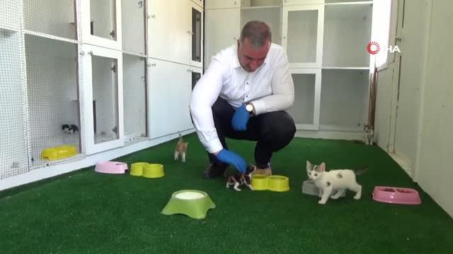 Kahta'daki hayvan barınağı bölgeye hitap ediyor