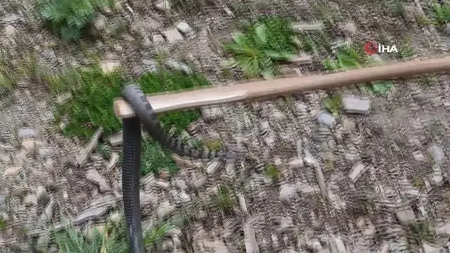 Nesli tehlike altında Sivas'ta görüldü