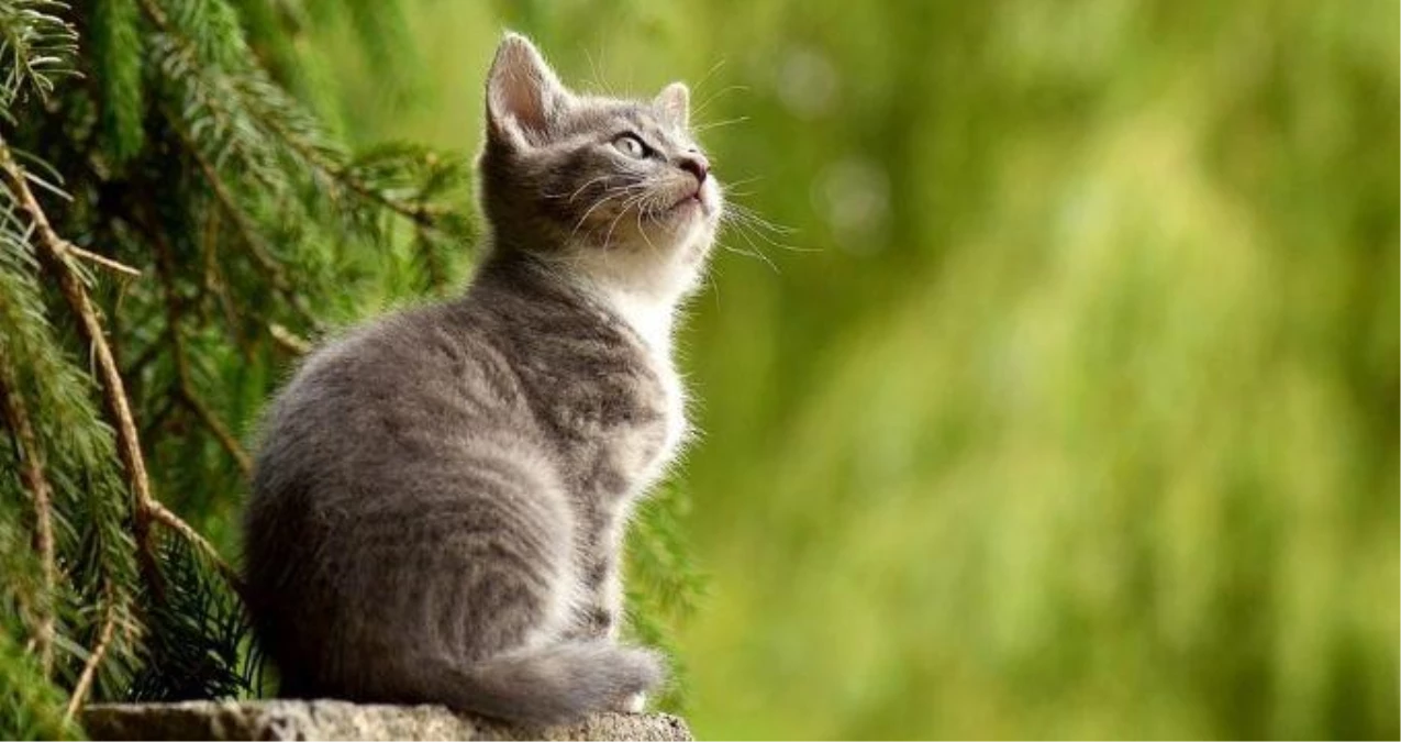 Ruyada Kedi Sevmek Ne Demek Ruyada Kedi Gormek Kedi Yavrusu Gormek Nedir