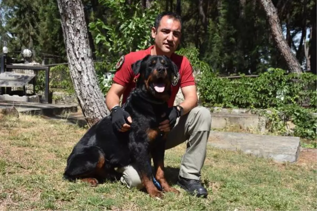 Sahibi uyuşturucudan tutuklanan 'Buffy', artık polis köpeği