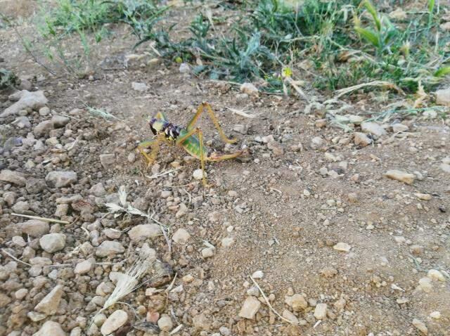 20 santim boyundaki etçil çekirge görenleri hayrete düşürdü