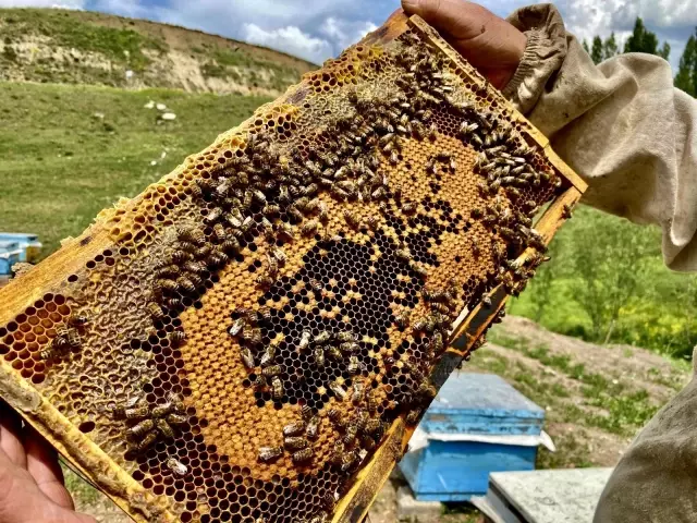 Emekli oldu, ömrünü arıcılığa adadı Emekli oldu, ömrünü arıcılığa adadı