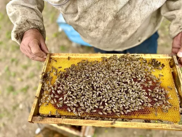 Emekli oldu, ömrünü arıcılığa adadı Emekli oldu, ömrünü arıcılığa adadı