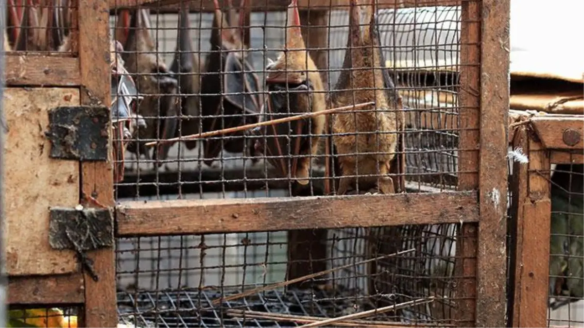 Koronayla ilgili skandal rapor: ABD ve Çin bir araya gelerek virüsü laboratuvarda geliştirdi