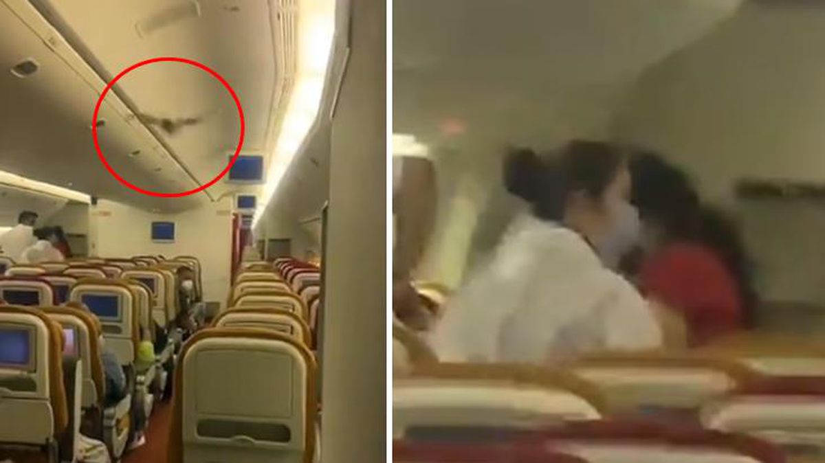 Havada panik anları! Kabine giren yarasa nedeniyle uçak acil iniş yaptı