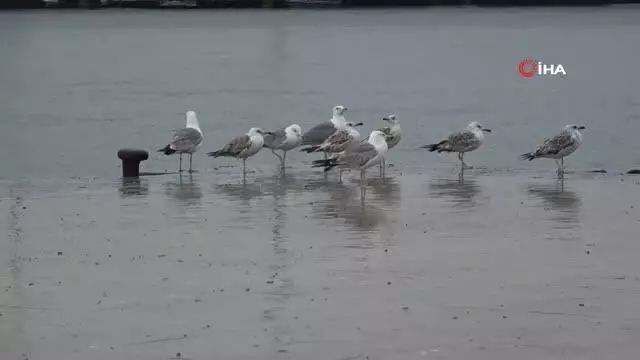 Yağmur Sinop'u etkisi altına aldı Yağmur Sinop'u etkisi altına aldı