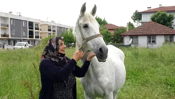 YAŞLANSA DA AYRILMADI, YARIŞ ATI EVLADI GİBİ OLDU YAŞLANSA DA AYRILMADI, YARIŞ ATI EVLADI GİBİ OLDU