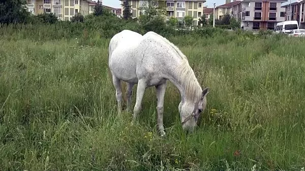 YAŞLANSA DA AYRILMADI, YARIŞ ATI EVLADI GİBİ OLDU YAŞLANSA DA AYRILMADI, YARIŞ ATI EVLADI GİBİ OLDU