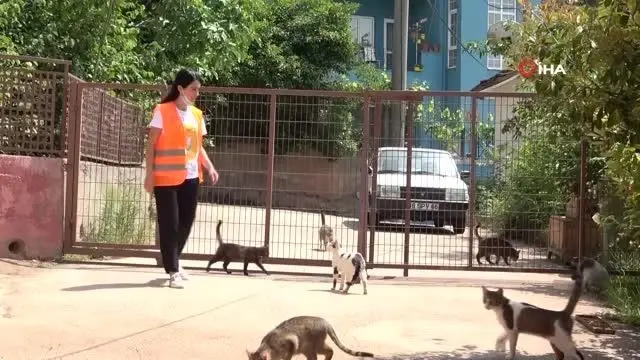 Hayvansever kadın, sokakta bulduğu engelli hayvanlara annelik yapıyor Hayvansever kadın, sokakta bulduğu engelli hayvanlara annelik yapıyor