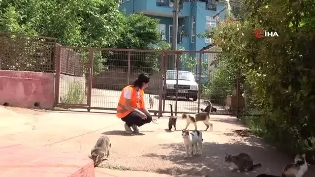 Hayvansever kadın, sokakta bulduğu engelli hayvanlara annelik yapıyor Hayvansever kadın, sokakta bulduğu engelli hayvanlara annelik yapıyor