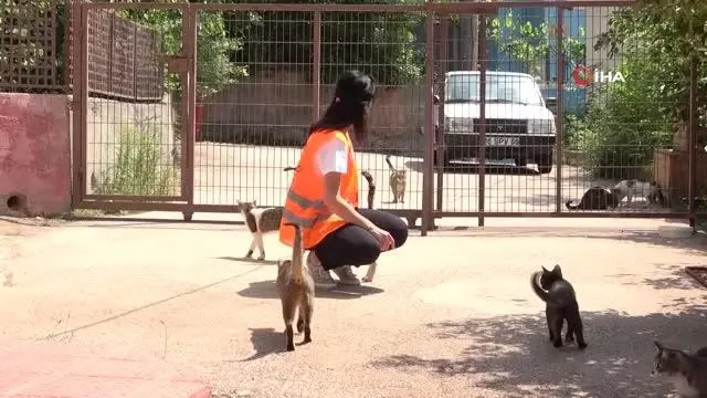 Hayvansever kadın, sokakta bulduğu engelli hayvanlara annelik yapıyor Hayvansever kadın, sokakta bulduğu engelli hayvanlara annelik yapıyor
