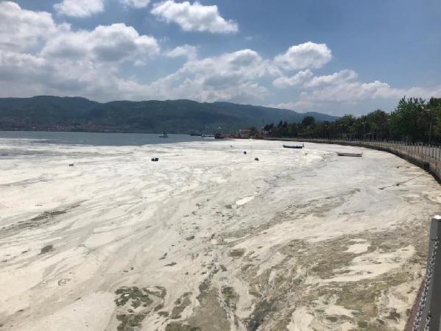 izmit korfezi yeniden deniz salyasi ile kapla 4 14166341 o
