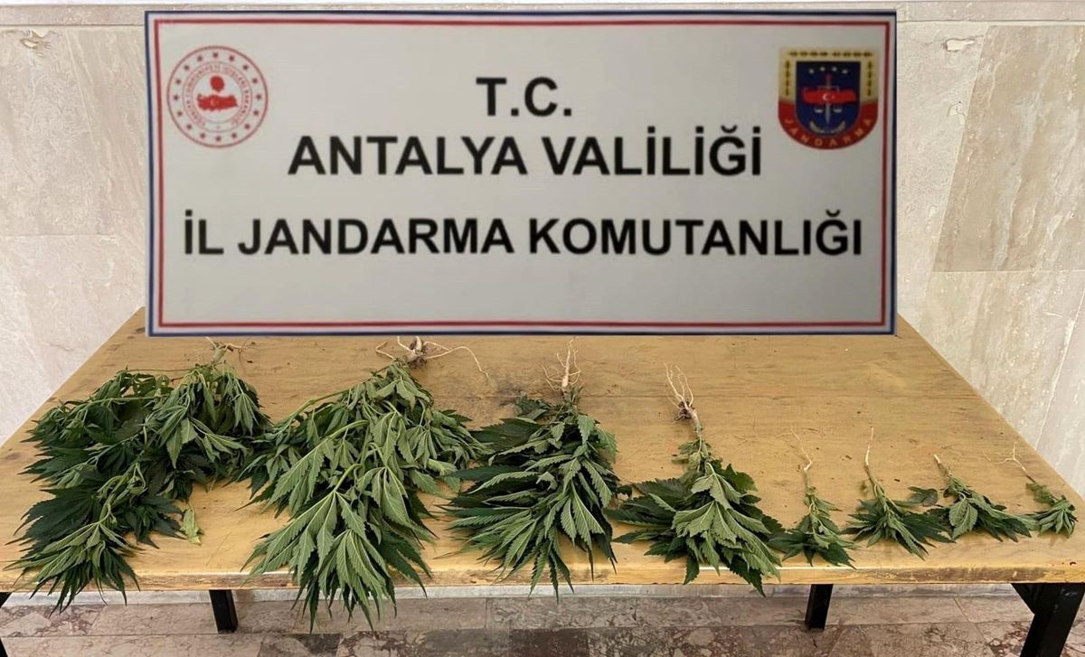 Jandarma'dan Hint Keneviri baskını