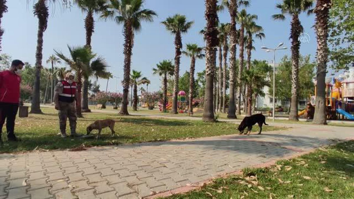 Kısıtlama günlerinde sokak hayvanları unutulmadı