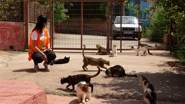 Hayvansever kadın, sokakta bulduğu engelli hayvanlara annelik yapıyor Hayvansever kadın, sokakta bulduğu engelli hayvanlara annelik yapıyor