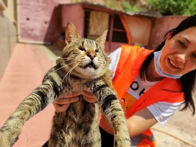 Hayvansever kadın, sokakta bulduğu engelli hayvanlara annelik yapıyor Hayvansever kadın, sokakta bulduğu engelli hayvanlara annelik yapıyor