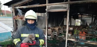 Yangında mahsur kalan yavru köpekler ile kediyi itfaiye kurtardı