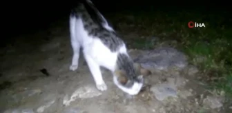 Amasya'da kediyle farenin oyunu ilginç görüntüler ortaya çıkardı