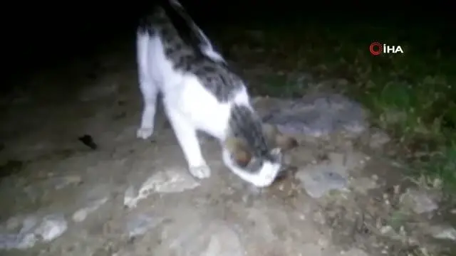 Amasya'da kediyle farenin oyunu ilginç görüntüler ortaya çıkardı Amasya'da kediyle farenin oyunu ilginç görüntüler ortaya çıkardı