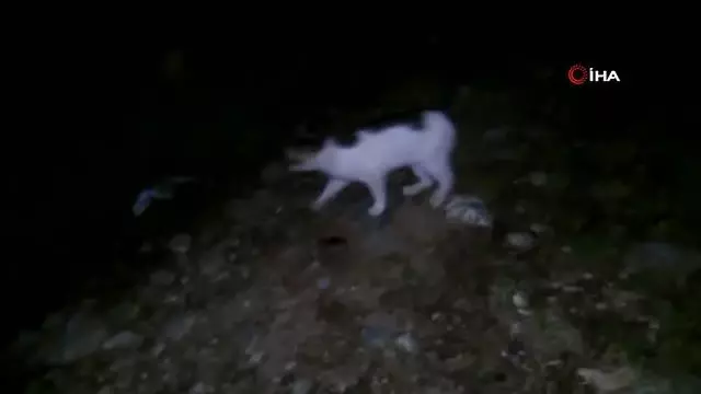 Amasya'da kediyle farenin oyunu ilginç görüntüler ortaya çıkardı Amasya'da kediyle farenin oyunu ilginç görüntüler ortaya çıkardı