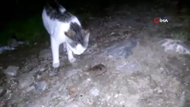 Amasya'da kediyle farenin oyunu ilginç görüntüler ortaya çıkardı Amasya'da kediyle farenin oyunu ilginç görüntüler ortaya çıkardı