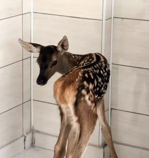 Doğada bulunan bir haftalık kızıl geyik korumaya alındı Doğada bulunan bir haftalık kızıl geyik korumaya alındı