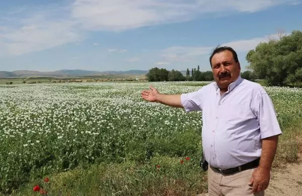 Haşhaş çiçekleriyle Afyon Ovası 'gelinlik' giydi Haşhaş çiçekleriyle Afyon Ovası 'gelinlik' giydi