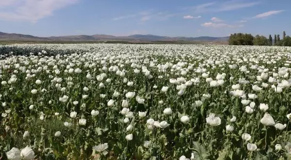 Haşhaş çiçekleriyle Afyon Ovası 'gelinlik' giydi Haşhaş çiçekleriyle Afyon Ovası 'gelinlik' giydi