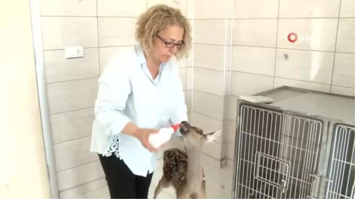 Tedavisi tamamlanan minik geyik biberonla besleniyor