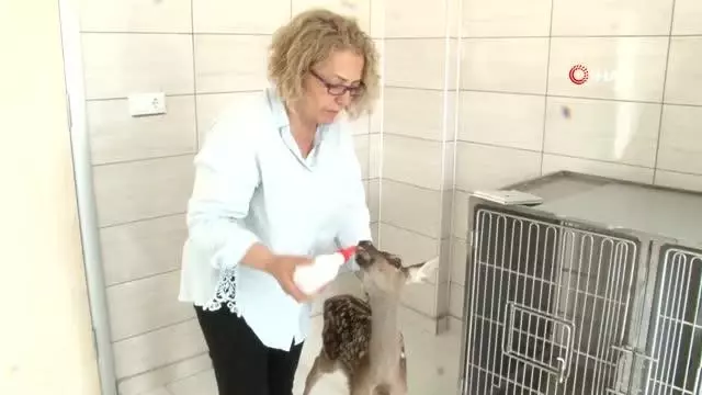 Tedavisi tamamlanan minik geyik biberonla besleniyor Tedavisi tamamlanan minik geyik biberonla besleniyor