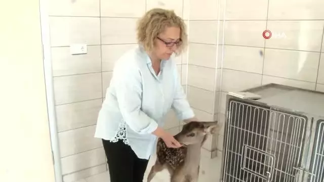 Tedavisi tamamlanan minik geyik biberonla besleniyor Tedavisi tamamlanan minik geyik biberonla besleniyor