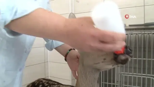 Tedavisi tamamlanan minik geyik biberonla besleniyor Tedavisi tamamlanan minik geyik biberonla besleniyor