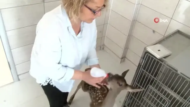 Tedavisi tamamlanan minik geyik biberonla besleniyor Tedavisi tamamlanan minik geyik biberonla besleniyor