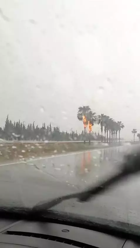 Yıldırım düşen palmiye ağaçları alev alev yandı Yıldırım düşen palmiye ağaçları alev alev yandı