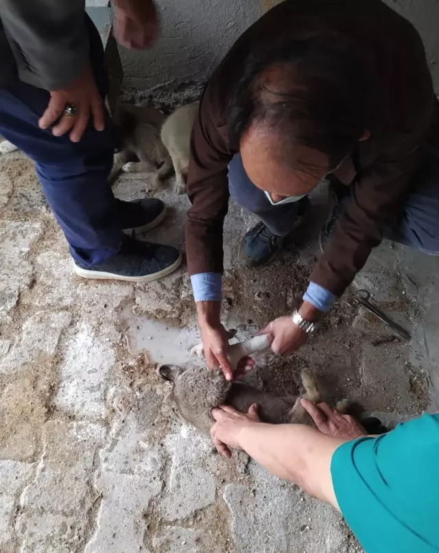 Afyonkarahisar'da otomobilin çarptığı yavru köpek tedavi edildi Afyonkarahisar'da otomobilin çarptığı yavru köpek tedavi edildi