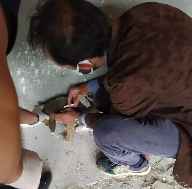 Afyonkarahisar'da otomobilin çarptığı yavru köpek tedavi edildi Afyonkarahisar'da otomobilin çarptığı yavru köpek tedavi edildi