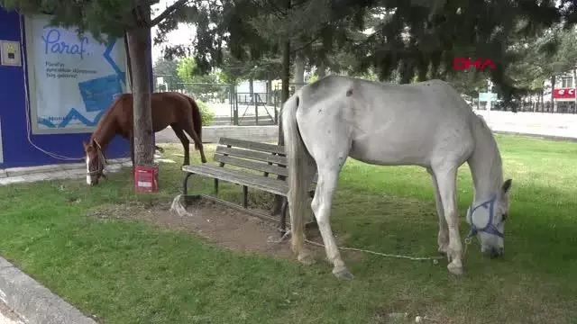 ÇORUM OTLAK YERİNDEN KAÇAN ATLAR, KENT MERKEZİNE İNDİ
