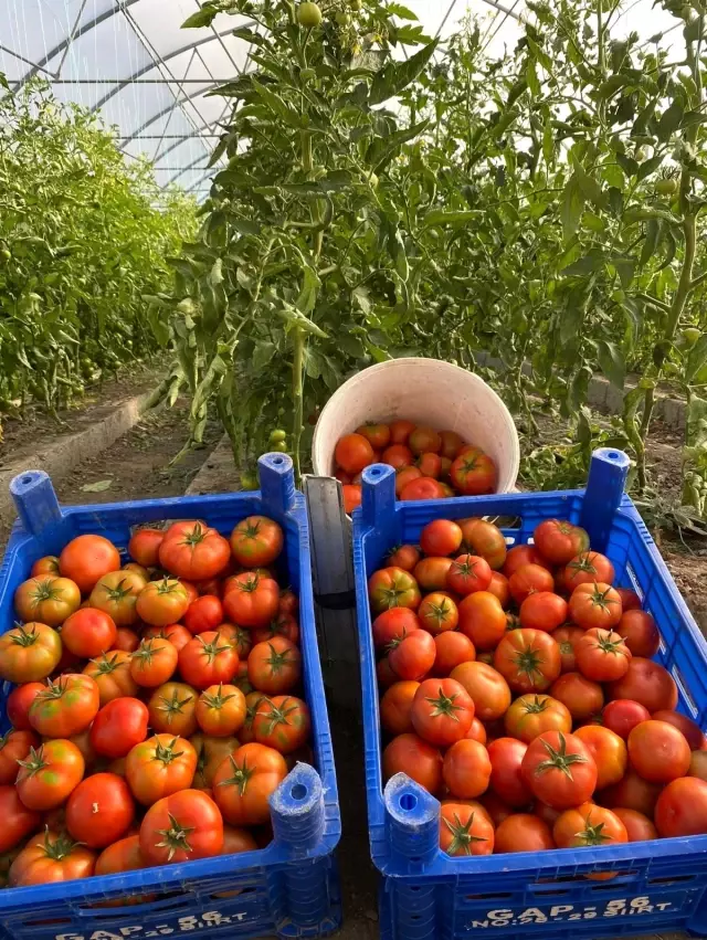 Çukurca Belediyesinin seralarında bereket fışkırıyor