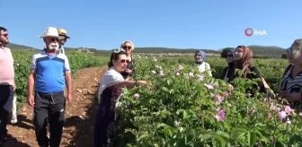 Gül bahçelerinde yabancı misafirlere 'gül eğitimi'