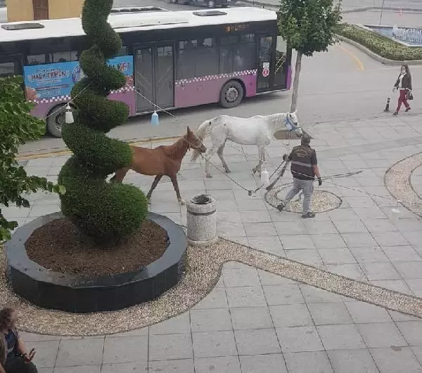 ÇORUM OTLAK YERİNDEN KAÇAN ATLAR, KENT MERKEZİNE İNDİ
