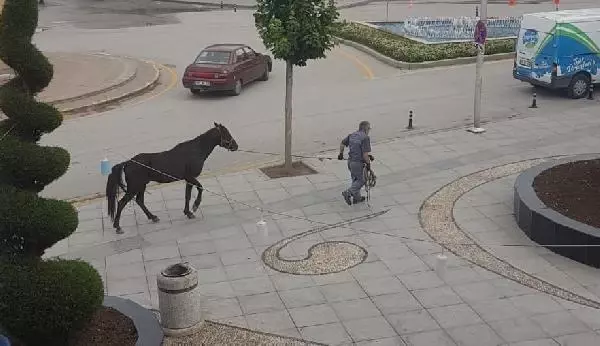ÇORUM OTLAK YERİNDEN KAÇAN ATLAR, KENT MERKEZİNE İNDİ