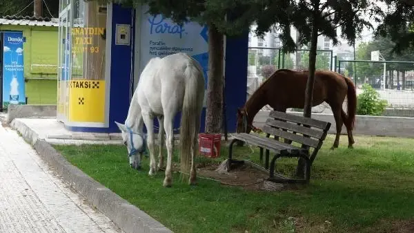 ÇORUM OTLAK YERİNDEN KAÇAN ATLAR, KENT MERKEZİNE İNDİ
