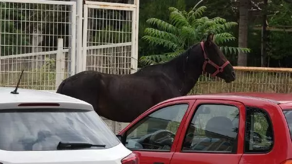 ÇORUM OTLAK YERİNDEN KAÇAN ATLAR, KENT MERKEZİNE İNDİ