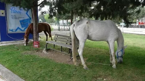 ÇORUM OTLAK YERİNDEN KAÇAN ATLAR, KENT MERKEZİNE İNDİ