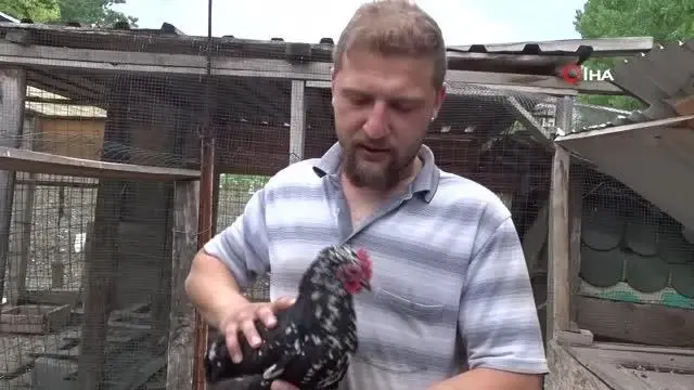 Pandemide iş yerini kapatan genç artık süs tavuğu yetiştiriyor