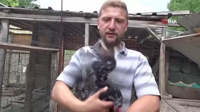 Pandemide iş yerini kapatan genç artık süs tavuğu yetiştiriyor