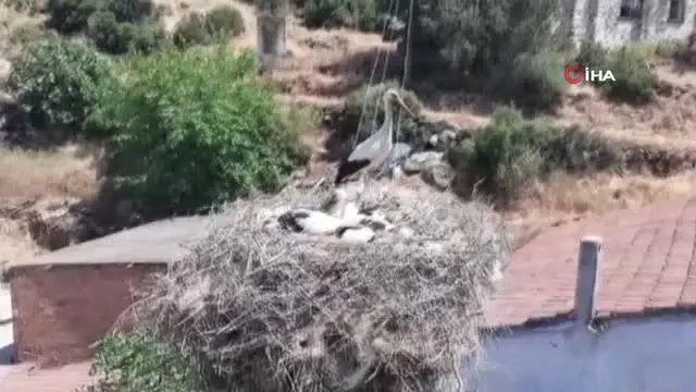 Plastik ipler, yavru leylekleri tehdit ediyor Plastik ipler, yavru leylekleri tehdit ediyor