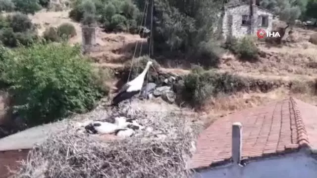 Plastik ipler, yavru leylekleri tehdit ediyor