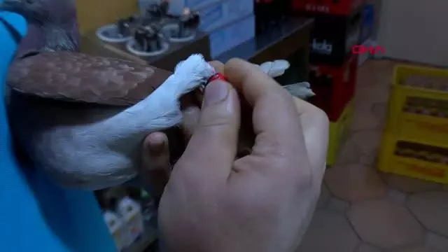 POSTA GÜVERCİNİ BERLİN'DEKİ TÜRK DÖNERCİDE MOLA VERDİ