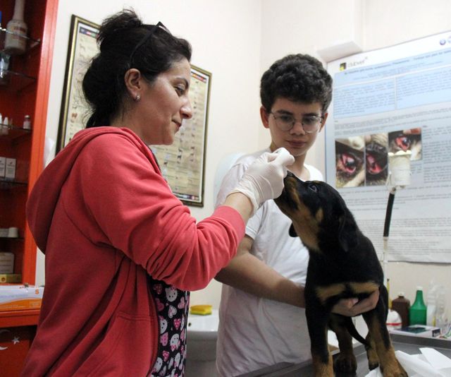 veterinere sasirtan soru kedi kopege taktigin 2 14170145 o